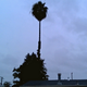 Illustration for article titled Please Assure Me That This Palm Tree Wont Crush Me Today :(